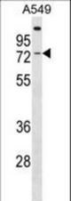 GBP3 Antibody western blot of A549 cell line lysates (35 ug/lane). The GBP3 Antibody detected the GBP3 protein (arrow).