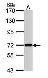 Sample (30 ug of whole cell lysate). A: Hela. 7.5% SDS PAGE. GBP3 antibody diluted at 1:1000.