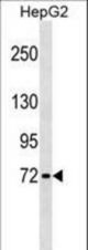 GBP4 Antibody western blot of HepG2 cell line lysates (35 ug/lane). The GBP4 antibody detected the GBP4 protein (arrow).
