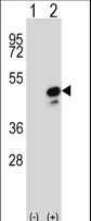 Western blot of COPS3 (arrow) using rabbit polyclonal COPS3 Antibody. 293 cell lysates (2 ug/lane) either nontransfected (Lane 1) or transiently transfected (Lane 2) with the COPS3 gene.