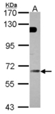 Sample (30 ug of whole cell lysate). A:293T. 7.5% SDS PAGE. GBP5 antibody diluted at 1:3000.