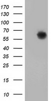HEK293T cells were transfected with the pCMV6-ENTRY control (Left lane) or pCMV6-ENTRY GBP5 (Right lane) cDNA for 48 hrs and lysed. Equivalent amounts of cell lysates (5 ug per lane) were separated by SDS-PAGE and immunoblotted with anti-GBP5.