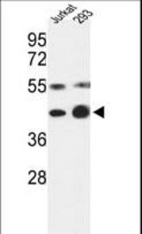 Western blot of COPS3 Antibody in Jurkat, 293 cell line lysates (35 ug/lane). COPS3 (arrow) was detected using the purified antibody.