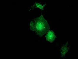 Anti-GBP5 mouse monoclonal antibody immunofluorescent staining of COS7 cells transiently transfected by pCMV6-ENTRY GBP5.
