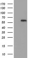HEK293T cells were transfected with the pCMV6-ENTRY control (Left lane) or pCMV6-ENTRY GBP5 (Right lane) cDNA for 48 hrs and lysed. Equivalent amounts of cell lysates (5 ug per lane) were separated by SDS-PAGE and immunoblotted with anti-GBP5.