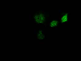 Anti-GBP5 mouse monoclonal antibody immunofluorescent staining of COS7 cells transiently transfected by pCMV6-ENTRY GBP5.
