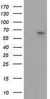 HEK293T cells were transfected with the pCMV6-ENTRY control (Left lane) or pCMV6-ENTRY GBP5 (Right lane) cDNA for 48 hrs and lysed. Equivalent amounts of cell lysates (5 ug per lane) were separated by SDS-PAGE and immunoblotted with anti-GBP5.