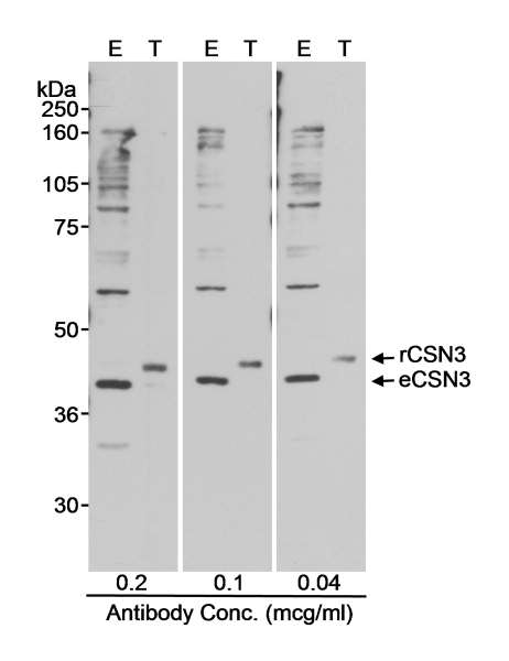 Detection of Human CSN3 by Western Blot. Samples: Whole cell lysate (50 ug - E; 10 ug - T) from mock transfected (E) or CSN3 transfected (T) HEK293T cells. Antibody: Affinity purified rabbit anti-CSN3 used at the indicated concentration. Detection: Chemiluminescence with a 10 second exposure.