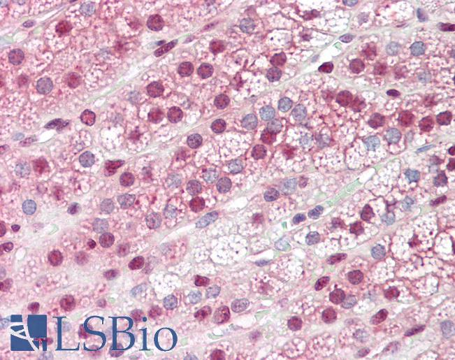 Anti-GBP6 antibody IHC staining of human adrenal. Immunohistochemistry of formalin-fixed, paraffin-embedded tissue after heat-induced antigen retrieval.