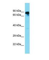 Western blot of GBP6 Antibody - N-terminal region with human Fetal Liver cells lysate.