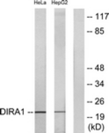 Western blot of extracts from HeLa/HepG2 cells, using DIRA1 Antibody. The lane on the right is treated with the synthesized peptide.