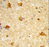 Formalin-fixed and paraffin-embedded human brain tissue reacted with DIRAS1 Antibody , which was peroxidase-conjugated to the secondary antibody, followed by DAB staining. This data demonstrates the use of this antibody for immunohistochemistry; clinical relevance has not been evaluated.