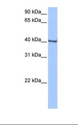 HepG2 cell lysate. Antibody concentration: 0.5 ug/ml. Gel concentration: 12%.