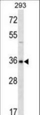 GBX1 Antibody western blot of 293 cell line lysates (35 ug/lane). The GBX1 antibody detected the GBX1 protein (arrow).
