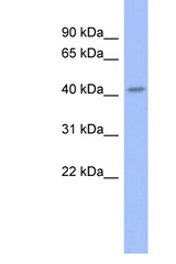 GBX2 antibody LS-C109683 Western blot of Rat Lung lysate. Antibody concentration 1 ug/ml.