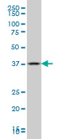 GBX2 monoclonal antibody (M01), clone 2A4. Western Blot analysis of GBX2 expression in human parotid gland.