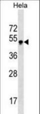 GBX2 Antibody western blot of HeLa cell line lysates (35 ug/lane). The GBX2 antibody detected the GBX2 protein (arrow).