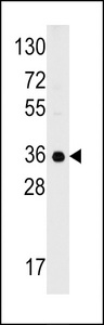 Western blot of anti-C1QBP Antibody in 293 cell line lysates (35 ug/lane). C1QBP(arrow) was detected using the purified antibody.