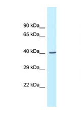 GCAT antibody LS-C145643 Western blot of Mouse Pancreas lysate. Antibody concentration 1 ug/ml.