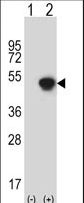 Western blot of GCAT (arrow) using rabbit polyclonal GCAT Antibody. 293 cell lysates (2 ug/lane) either nontransfected (Lane 1) or transiently transfected (Lane 2) with the GCAT gene.