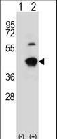 Western blot of GCAT (arrow) using rabbit polyclonal GCAT Antibody. 293 cell lysates (2 ug/lane) either nontransfected (Lane 1) or transiently transfected (Lane 2) with the GCAT gene.