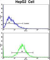 Flow cytometric of HepG2 cells using GCAT Antibody (bottom histogram) compared to a negative control cell (top histogram). FITC-conjugated goat-anti-rabbit secondary antibodies were used for the analysis.