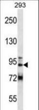 GCC1 Antibody western blot of 293 cell line lysates (35 ug/lane). The GCC1 antibody detected the GCC1 protein (arrow).