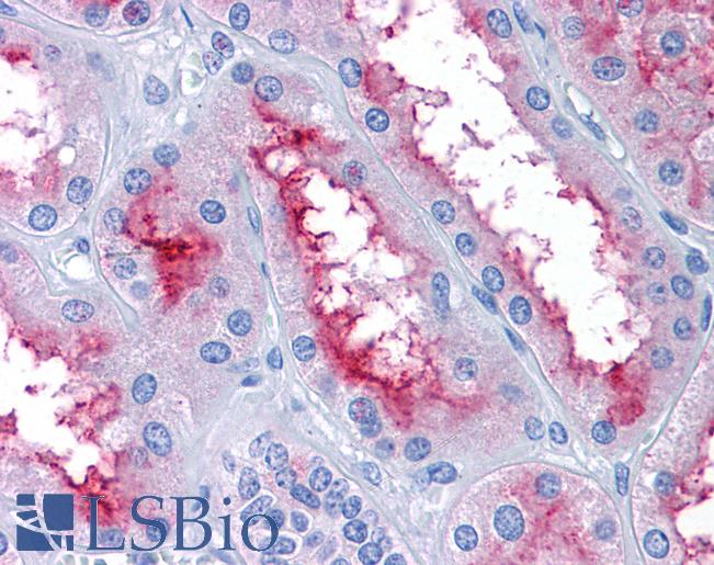 Anti-GCC2 antibody IHC of human kidney. Immunohistochemistry of formalin-fixed, paraffin-embedded tissue after heat-induced antigen retrieval. Antibody LS-B4938 concentration 3.75 ug/ml.