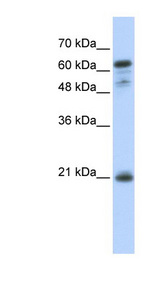 GCET2 antibody LS-C102662 Western blot of Transfected 293T cell lysate.