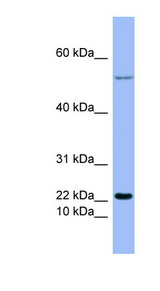 GCG / Glucagon antibody LS-C107670 Western blot of THP-1 cell lysate.