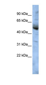 COPS4 antibody LS-C102717 Western blot of HepG2 cell lysate.