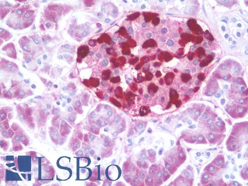 Anti-GCG / Glucagon antibody IHC staining of human pancreas. Immunohistochemistry of formalin-fixed, paraffin-embedded tissue after heat-induced antigen retrieval. Antibody LS-B10219 dilution 1:200.
