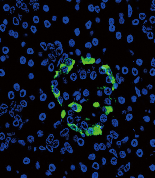 Confocal immunofluorescent of Glucagon Antibody with pancreas tissue followed by Alexa Fluor 488-conjugated goat anti-rabbit lgG (green). DAPI was used to stain the cell nuclear (blue).