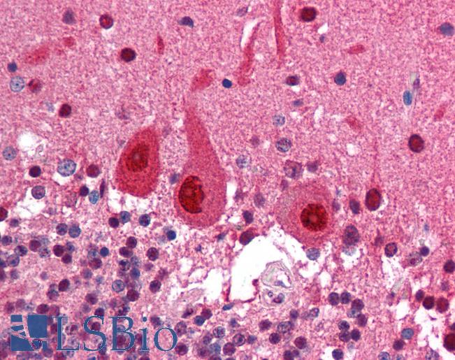 Anti-COPS5 antibody IHC of human brain, cerebellum. Immunohistochemistry of formalin-fixed, paraffin-embedded tissue after heat-induced antigen retrieval. Antibody LS-B1690 concentration 5 ug/ml.