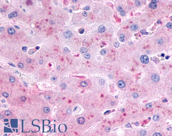 Anti-GCGR / Glucagon Receptor antibody IHC of human liver. Immunohistochemistry of formalin-fixed, paraffin-embedded tissue after heat-induced antigen retrieval.