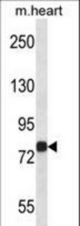 Mouse Map4k2 Antibody western blot of mouse heart tissue lysates (35 ug/lane). The Map4k2 antibody detected the Map4k2 protein (arrow).