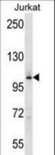 MAP4K2 Antibody western blot of Jurkat cell line lysates (35 ug/lane). The MAP4K2 antibody detected the MAP4K2 protein (arrow).