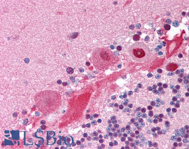Anti-COPS5 antibody IHC of human brain, cerebellum. Immunohistochemistry of formalin-fixed, paraffin-embedded tissue after heat-induced antigen retrieval. Antibody LS-B1689 concentration 5 ug/ml.