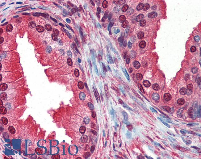 Anti-COPS5 antibody IHC of human prostate. Immunohistochemistry of formalin-fixed, paraffin-embedded tissue after heat-induced antigen retrieval. Antibody LS-B2553 concentration 10 ug/ml.