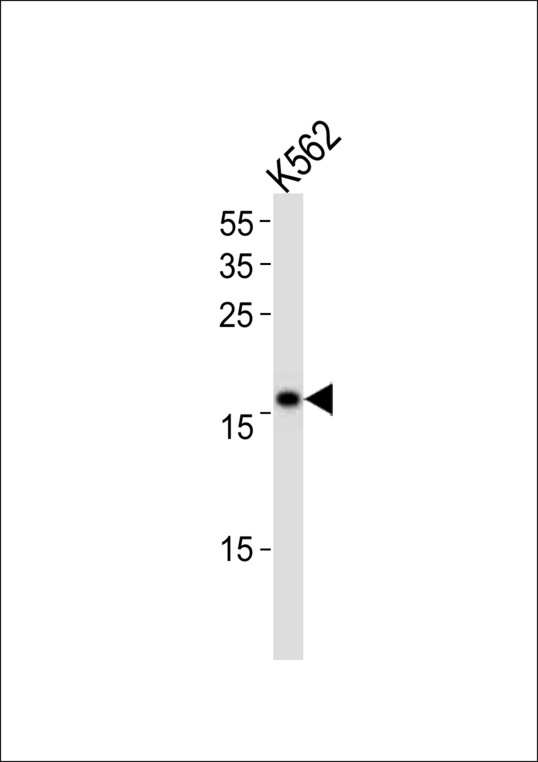 POLE3 Antibody western blot of K562 cell line lysates (35 ug/lane). The POLE3 antibody detected the POLE3 protein (arrow).