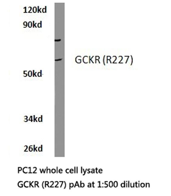 Western blot of GCKR (R227) pAb in extracts from PC12 cells.