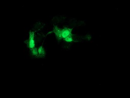 Anti-GCKR mouse monoclonal antibody immunofluorescent staining of COS7 cells transiently transfected by pCMV6-ENTRY GCKR.