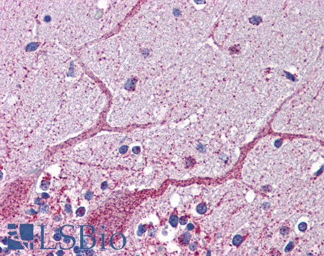 Anti-GCLC antibody IHC of human brain-cerebellum. Immunohistochemistry of formalin-fixed, paraffin-embedded tissue after heat-induced antigen retrieval. Antibody LS-B5844 concentration 5 ug/ml.