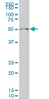 GCM1 monoclonal antibody (M05), clone 2E11. Western blot of GCM1 expression in FHs 173 WE.
