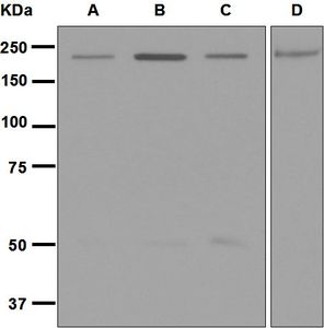 Western blot analysis on (A) HeLa, (B) 293T, (C) Molt-4, and (D) A549 cell lysates using anti-GCN2 antibody.