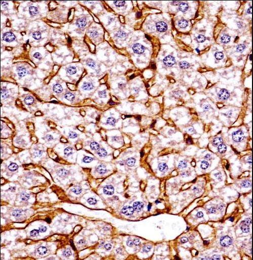 Mouse Eif2ak4 Antibody immunohistochemistry of formalin-fixed and paraffin-embedded mouse live tissue followed by peroxidase-conjugated secondary antibody and DAB staining.This data demonstrates the use of Mouse Eif2ak4 Antibody for immunohistochemistry.