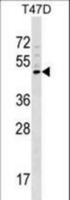 GCNT1 Antibody western blot of T47D cell line lysates (35 ug/lane). The GCNT1 antibody detected the GCNT1 protein (arrow).