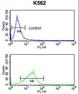 POLE3 Antibody flow cytometry of K562 cells (bottom histogram) compared to a negative control cell (top histogram). FITC-conjugated goat-anti-rabbit secondary antibodies were used for the analysis.