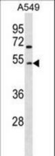 GCNT2 Antibody western blot of A549 cell line lysates (35 ug/lane). The GCNT2 Antibody detected the GCNT2 protein (arrow).