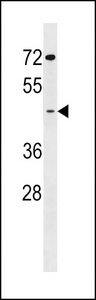 GCNT7 Antibody western blot of K562 cell line lysates (35 ug/lane). The GCNT7 antibody detected the GCNT7 protein (arrow).